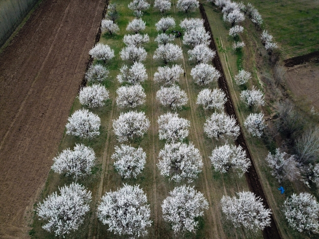 Çiçek açan kayısı bahçeleri büyülüyor